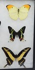 Real Framed Butterfly Collection  17