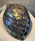 Large New Zealand Paua Polished Abalone  Shell 6    X 4 25    X 2   