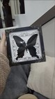 Real Butterfly Mounted Box Framed Insect Taxidermy Entomology Collection 1