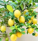 30pcs Perfume Lemon Seeds - Grow Your Own Delicious Fruit-bearing Bonsai Tree