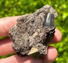 Fossil Mosasaur Dinosaur Tooth In Matrix El Koubbat Formation Morocco Reptile