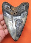 Megalodon Shark Tooth - Real Fossil Large 4 63    No Restorations Natural