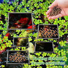 Fish Feeding Ring Square Aquarium Tank Buoyancy Floating Food Feeder Ring