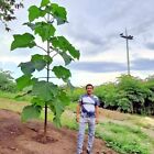 100 Royal Empress  paulownia Tomentosa  Seeds Fastest Growing Tree In The World 