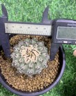 Copiapoa Cinerea Self Rooted Wysiwyg Boutique 1pcs 6cm Copiapoa Cinerea