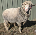 4 75 Lbs White Merino Wool Raw Wool Fiber Fleece  Jacketed