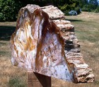 Sis  Huge 16 Lb Hubbard Basin Petrified Wood Mantel Piece - Colorful Wood Grain 