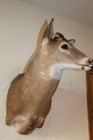 Whitetail Deer Head Shoulder Mount Taxidermy Mount Antler Hunt Rack Mule Hide