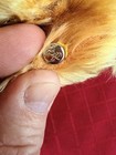 Vtg Steiff 20  Original Teddy Bear Raised Script Button Mohair Jointed 1950s
