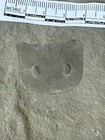 Eurypterid   Fossil Sea Scorpion  Silurian     Ridgemount Quarry  Ontario E1