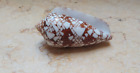 Textile Conus Larg Shell  73 1 Mm  Nice Pattern Nature Massive Shell  Specimen