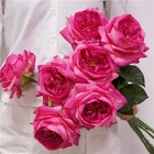 5pcs Austin Latex Rose Real Touch Artificial Flowers Party Event Wedding Bouquet