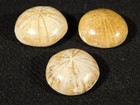 Lot Of Three  Small Polished 150 Million Year Old  Sand Dollar Fossils 2 34