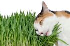 Cat Grass Oat Seeds 1lb 3 000  Seeds -grow Your Pets Garden 
