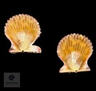 Lindapecten Muscosus 23 0mm Tsc  0950
