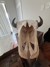 Real Steer Skull - 20  Across