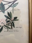 Vintage 1950 s Arthur Singer Print Wood Frame Bird Art