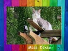 Buy A Cat Picture And Help Support Cats At Shelter In Ky  We Need Your Help