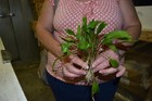 6 Large  Bronze Wendtii Plants Easy Aquarium Aquascaping Planted Tank Low Light 