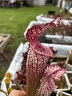 Sarracenia Leucophylla Franklin Co  Fl     giant Off Rt65   small And Large Divs