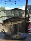 Largemouth Bass Mount Taxidermy 