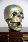 Vintage Medical Skull Countertop Display Anatomy Model Dental Dentist Oddity