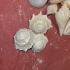 1 Lb Lot Of Mixed Sea Shells White Beige Craft Beach Decor  1 -1 1 2 