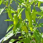 Golden Greek Pepperoncini Pepper Seeds   Heirloom   Non-gmo   Free Shipping 1000