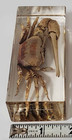 Fiddler Crab Specimen In Resin  Exact Item Pictured  Real Specimen Paperweight