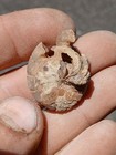 Aturia Angustata Nautiloid Fossil Washington State Astoria Formation