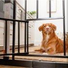 Carlson Extra Wide Walk Through Pet Gate With Small Pet Door  Includes 4-inch   