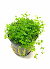  buy 2 Get 1 Free  Micranthemum Monte Carlo Easy Carpet Live Aquarium Plant    