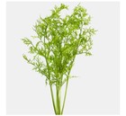 2 Water Sprite Lace Leaf Indian Fern -live Easy Aquarium Plant