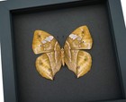 Kallima Rumia Female Verso African Dead Leaf Mimic Butterfly Museum Framed