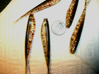 100-3 -crappie-panfish-fishing Lures-minnows-grubs-jigs-split Tails-flukes-scent