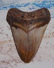 Megalodon Shark Tooth 3 3 8  Shark Teeth Huge Jaw Fossil Stunning  Polished