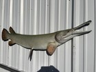 64  Alligator Gar Half Mount Replica - Quick Production