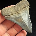 Great White Shark Tooth 2 45  Megalodon Teeth Era Fossil Unrestored Neogene