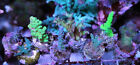 20 Large Reef Plugs For Live Coral Frag Propagation By Oceans Wonders