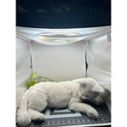 1989 Avanti Applause Jockline  Lying White  Cat Plush 27  Glass Eyes 1222 6000