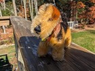 Vintage Steiff Terry Terrier Dog 3 5  Miniature Mohair Plush Germany Chest Tag