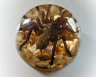 Large Spider In Resin Dome  Real Spider Paperweight  Ornithoctonus Huwena