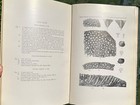 Stratigraphy Of The Pennsylvanian Series In Missouri 1915 Geology Fossil Book