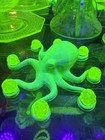 Uranium Beads With Octopus Stand Free Shipping