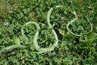 Grass Snake - 48  Snake Replica Aaa