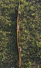 Osage Orange Selfbow 60    60lbs 28    Character Bow Built By Joseph Weed