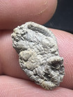 5 Rare Fossil Cretaceous Starfish From Waco Texas Spillway  Wolf Fam  Coll 