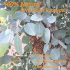 Dried Preserved Eucalyptus Stems  7-10 Pcs Real Natural Silver Dollar Leaves    