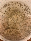 Flightless Fruit Fly Culture  drosophila Melanogaster 