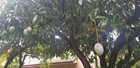 8 Lbs - Florida Grown Mango Fruits - Fresh All Natural No Fungicides